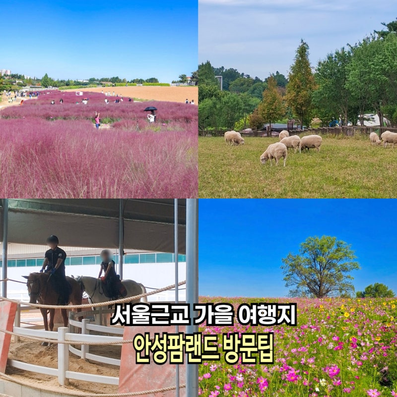 경기도 가을여행지 아이랑 가볼만한곳 농협 안성팜랜드 방문팁