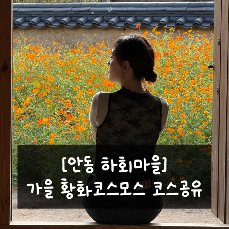 안동 하회마을 입장료 할인 주차장 토요일 방문 후기(+황하코스모스 포토존)