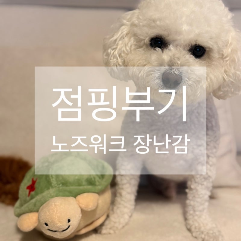 제품 리뷰 움직이는 강아지 장난감 바잇미 점핑부기 노즈워크 장난감