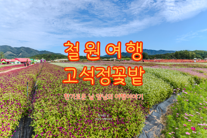 2026 철원 가을꽃 명소 고석정 꽃밭, 방문 후기와 주차 정보