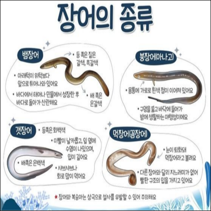 장어이야기2-바다장어, 민물장어, 드렁이