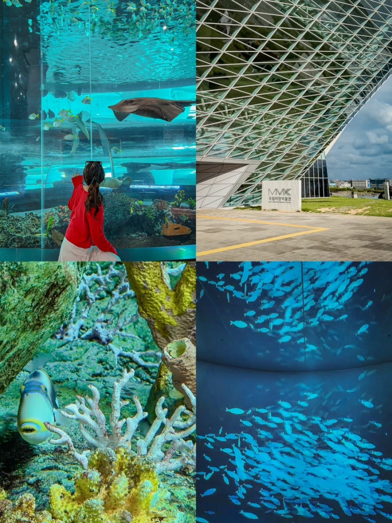 釜山雨天約會好去處 釜山影島海洋博物館 雨天可去的地方 釜山一人旅行