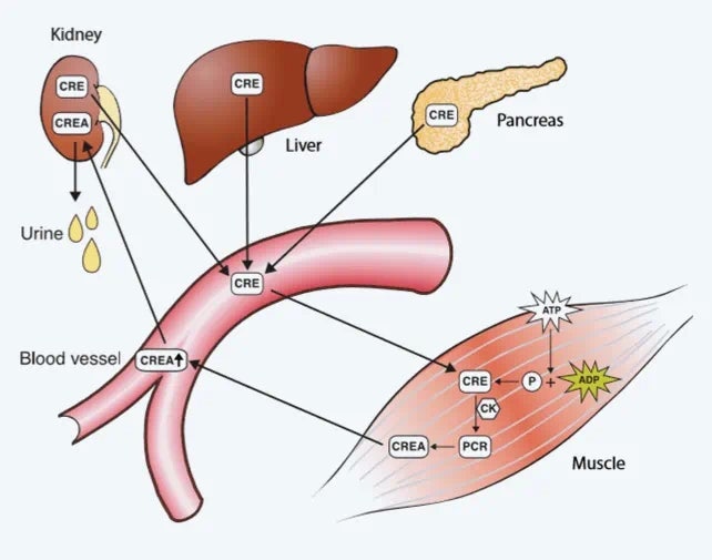 크레아티닌(Creatinine)과 eGFR, 신장 기능 검사 이렇게 다릅니다