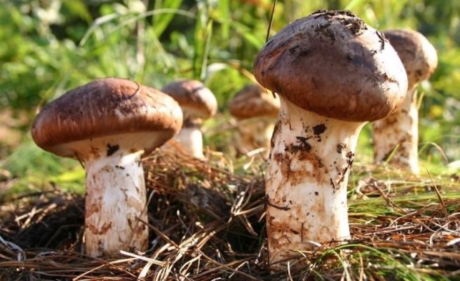 표고버섯 송이버섯 물에 씻으면 향 반토막, 흙 터는 법부터 냉동 보관법까지 총정리