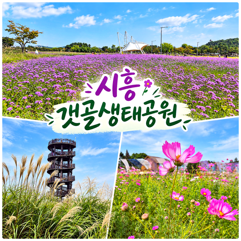 시흥 여행 가족나들이 시흥갯골생태공원 주차장 가을꽃 실시간 개화