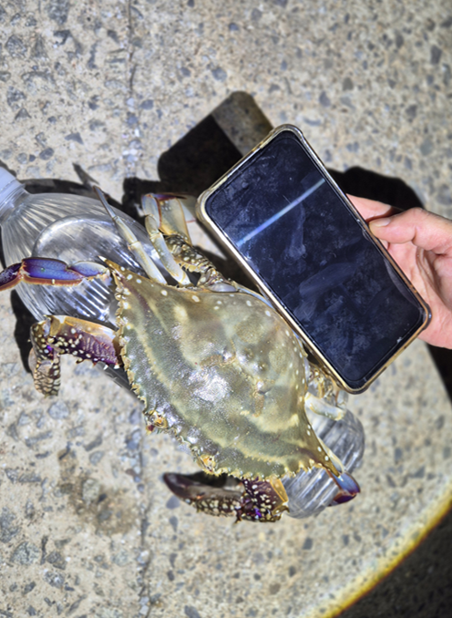 Taean Blue Crab Foraging Review | I Can't Believe How Many Crabs We Caught!