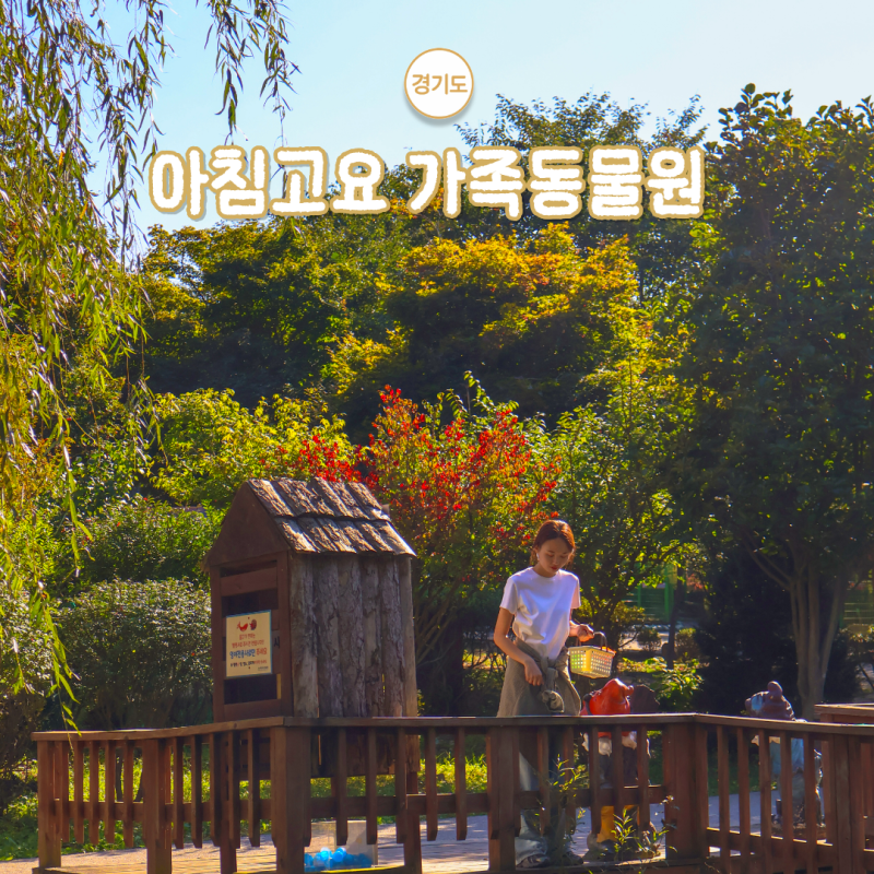 가평 아침고요가족동물원 서울 근교 나들이 여행지 할인 먹이주기
