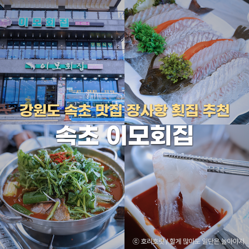 강원도 속초 맛집 장사항 횟집 이모회집