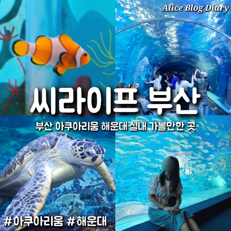 부산 해운대 아쿠아리움 데이트 씨라이프부산 후기 주차 및 인어공주 공연까지