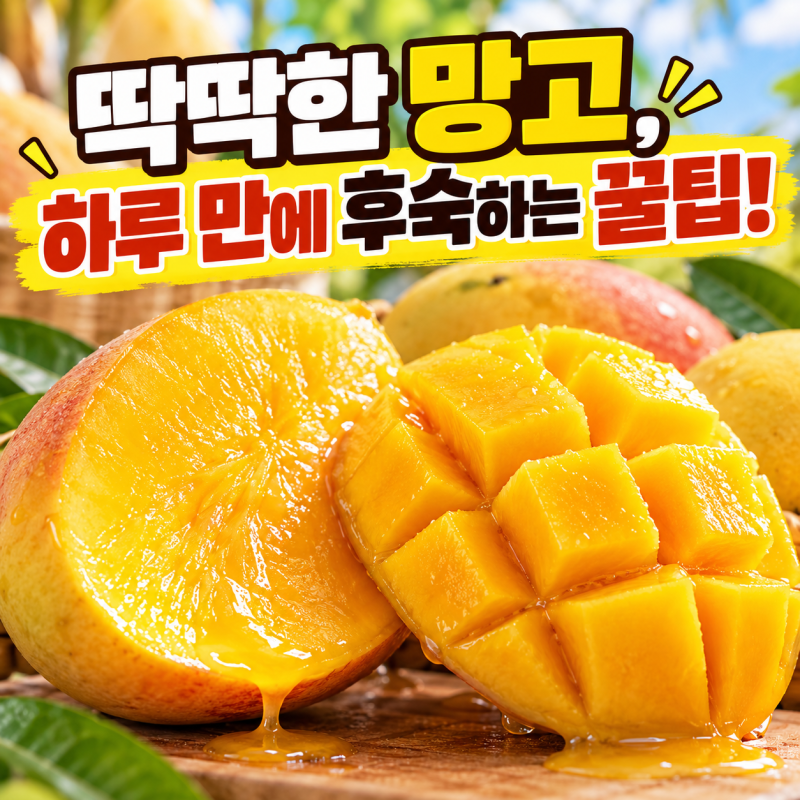 딱딱한 망고 며칠 두면 말랑해질까? 실패 없는 초간단 망고 후숙 방법