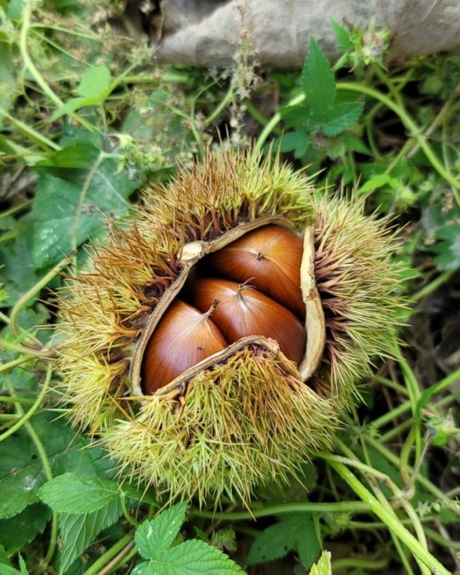 서울 근교 아이랑 갈만한 알밤줍기 체험 농장 4곳, 이 시기 놓치면 끝이에요