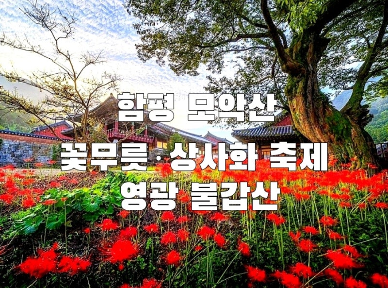 2026 전남 꽃무릇·상사화 축제ㅣ추석 연휴 가볼만한 곳 함평 모악산·영광 불갑산