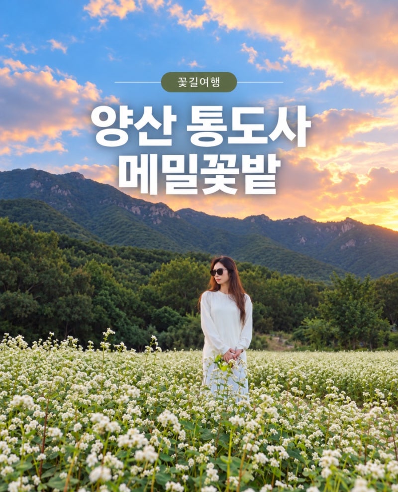 양산 통도사 메밀꽃 개화상태, 메밀밭 주차까지 방문후기