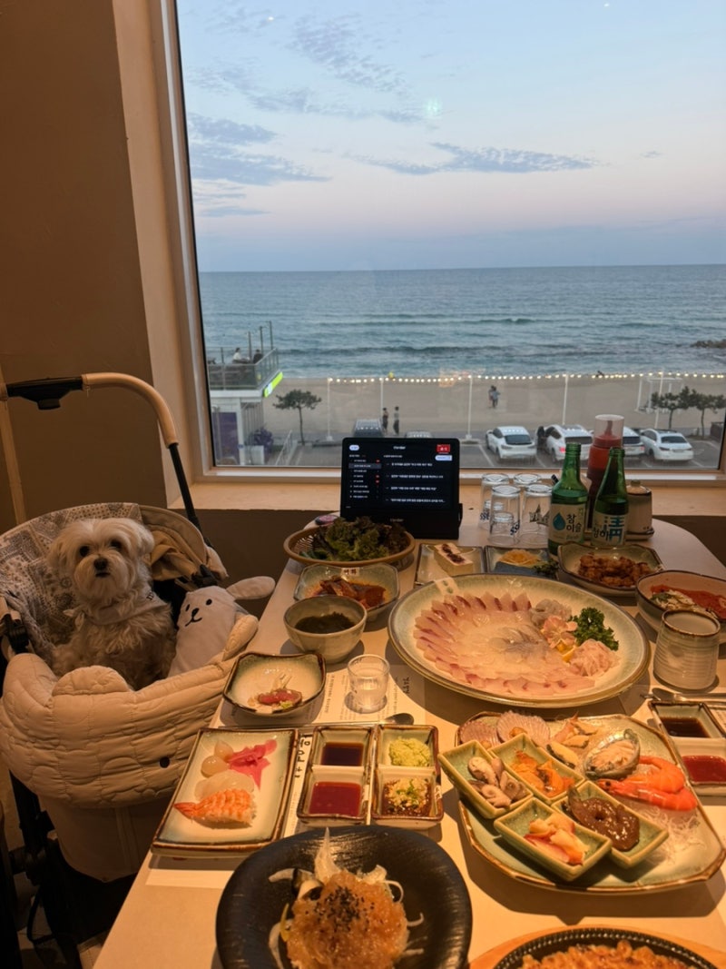 강릉 프라이빗 룸 횟집 추천 강문해변 맛집 애견동반 강문어화횟집