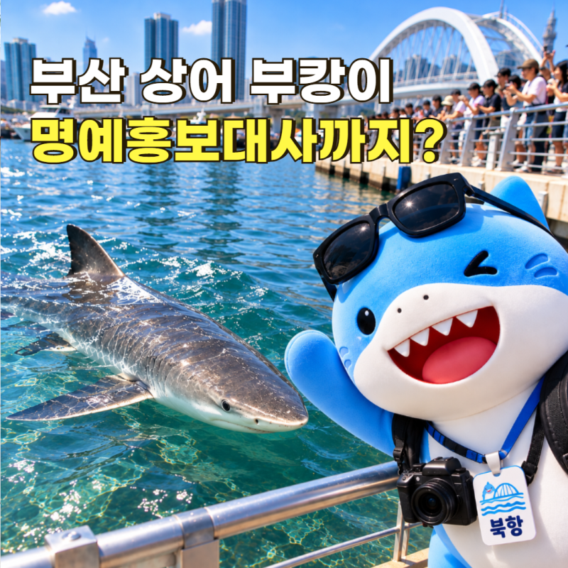 부산 상어 부캉이 뭐길래? 지자체도 홍보, 명당자리·출몰 위치 총정리