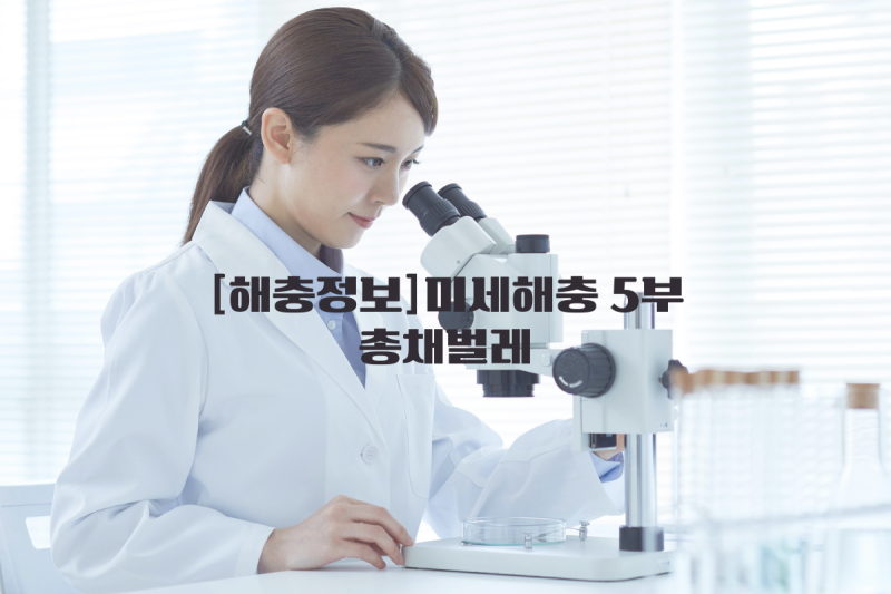 해충정보-미세해충[5부]총채벌레, 눈에 잘 안보이는 화분벌레, 총채벌레 퇴치전 확인해야하....