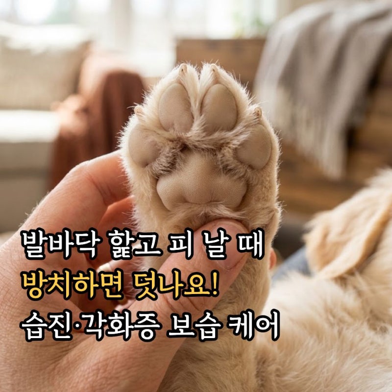 강아지 발바닥 습진 까짐 피 날 때 대처법: 각화증 부음 원인과 보습제 관리 총정리