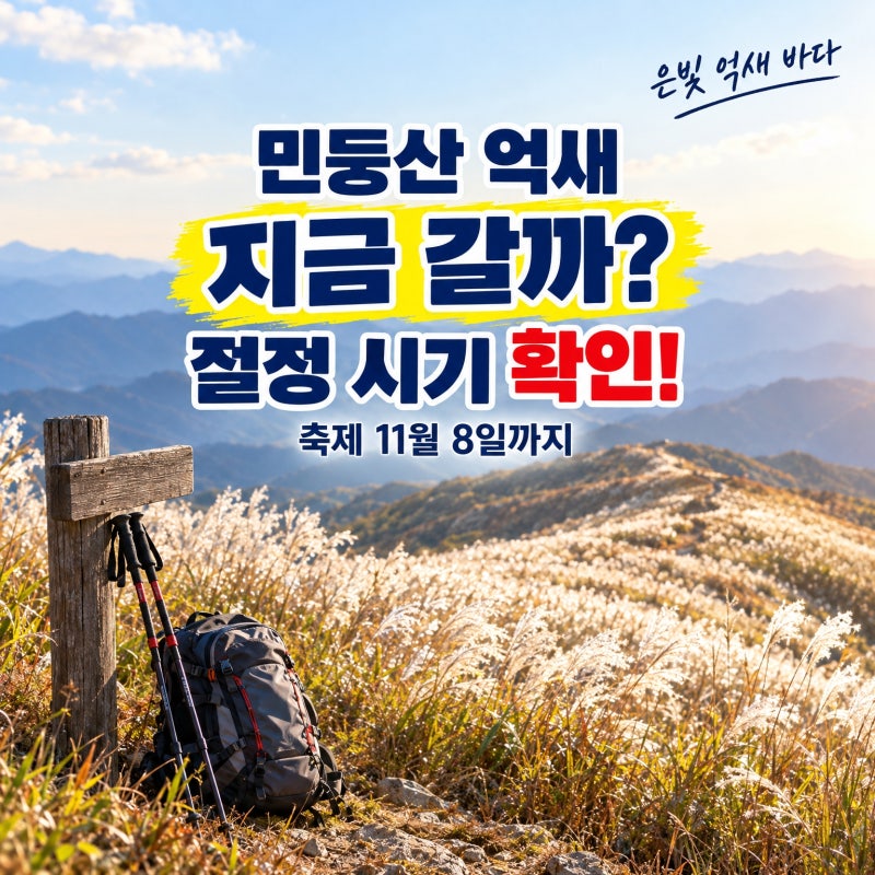 민둥산 억새축제 2026 11월 8일까지, 코스·주차·절정 시기 총정리