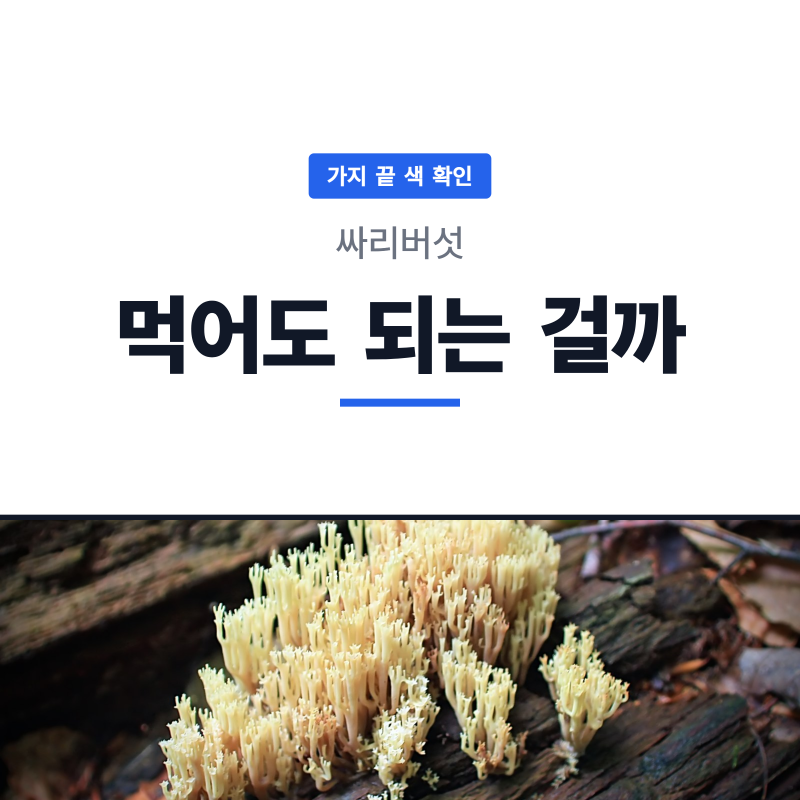 싸리버섯 먹어도 되나, 구별법부터