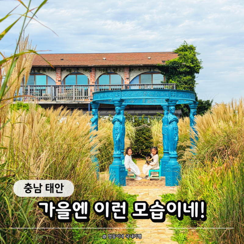 “팜파스 피니 달라졌네?” 10월 태안 가볼만한곳 팜카밀레 6세 아이·반려견 동반