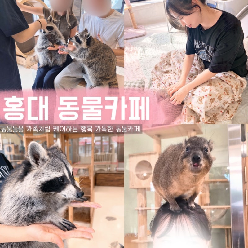 서울 홍대 놀거리 홍대 이색동물카페 미어캣 프랜즈 | 라쿤에게 꾹꾹이 받은 후기