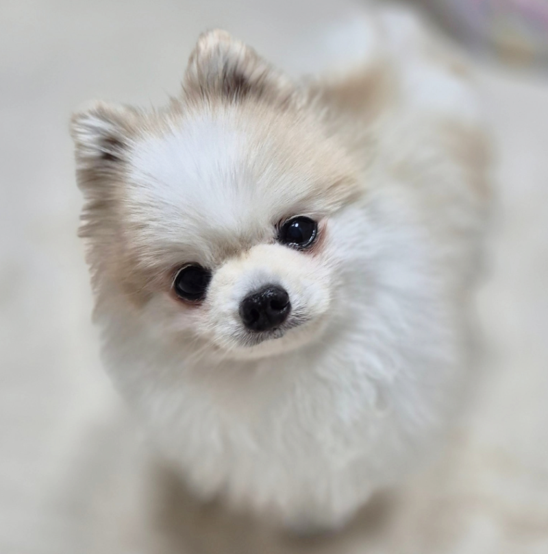 강아지 포도막염 증상과 원인, 안약으로 치료할 수 있을까요?
