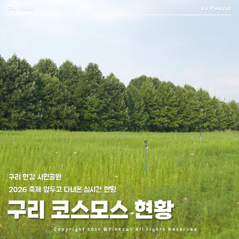 구리 한강시민공원 코스모스 꽃 실시간 개화 현황, 위치, 주차, 10월 축제 일정