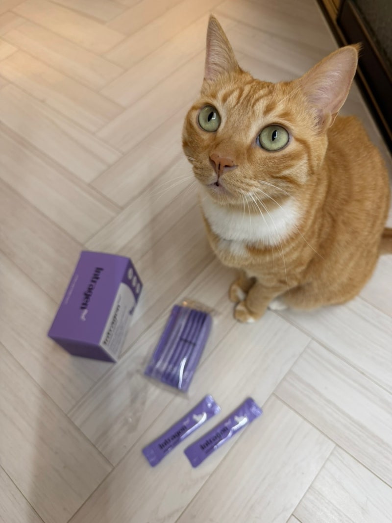 고양이 유산균 추천｜인트라젠으로 장 건강부터 신장 건강까지 케어하기