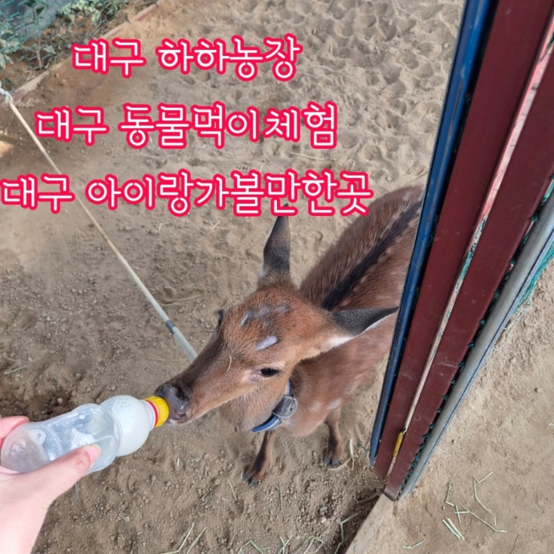 [대구 하하농장] 대구아이랑동물체험 경북아이랑동물체험 대구아이랑가볼만한곳 대구아이....