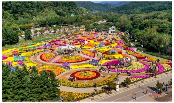 인제 가을꽃축제, 꽃만 보고 오기 아쉽죠? 주차부터 점심·저녁 맛집까지