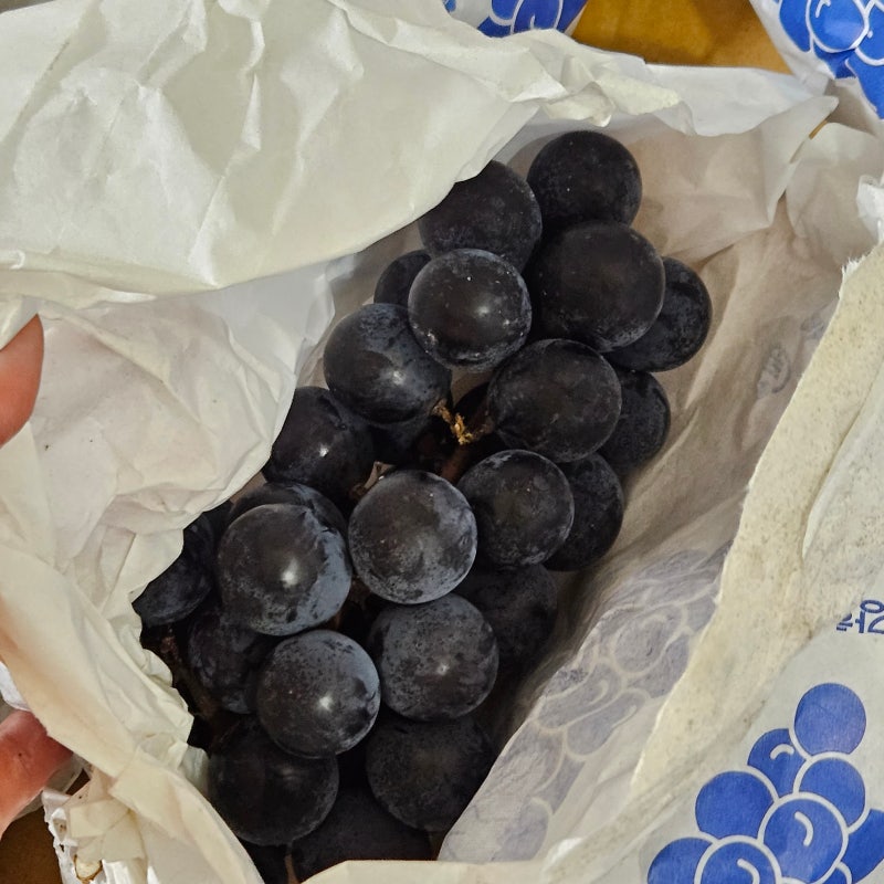 캠벨포도 보관법, 강화도 포도가 유독 맛있는 이유
