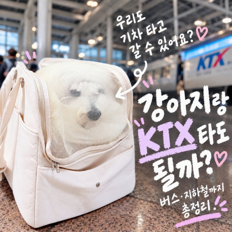 강아지 KTX SRT 버스 지하철 탈 수 있을까? 명절 반려견 대중교통 총정리