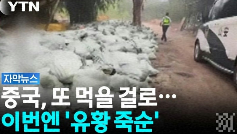 마라탕집 그 죽순, 하루 만에 완성된 이유가 유황이었다고? 중국 당국도 인정한 충격 진실