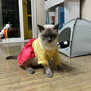 다이소 고양이 한복 후기(feat.돼지고양이)