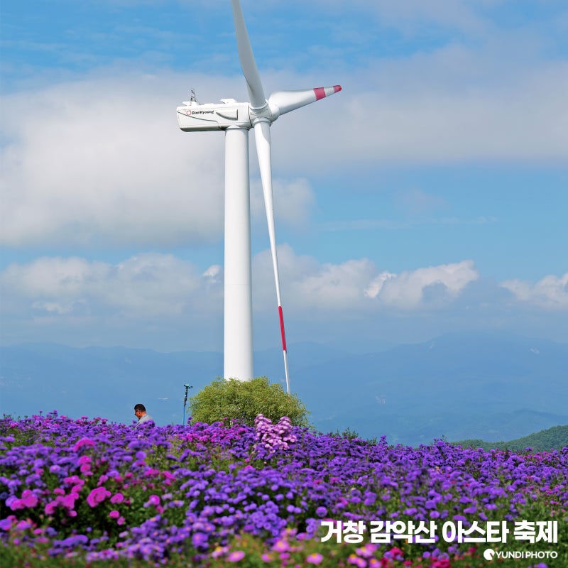 2026 거창 감악산 꽃별여행 아스타국화 축제 개화 상황 사전예약 셔틀버스 애견동반유무