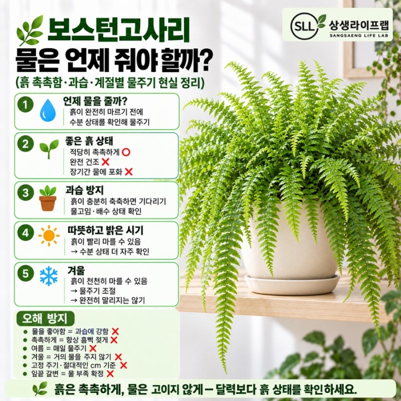보스턴고사리 물은 언제 줘야 할까?(흙 촉촉함·과습·계절별 물주기 현실 정리)
