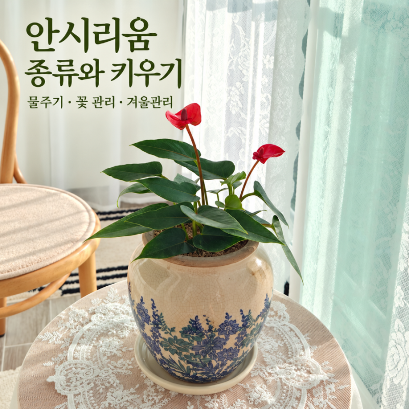 안시리움 종류와 키우기｜빨간 꽃부터 물주기, 꽃 오래 보는 관리법까지