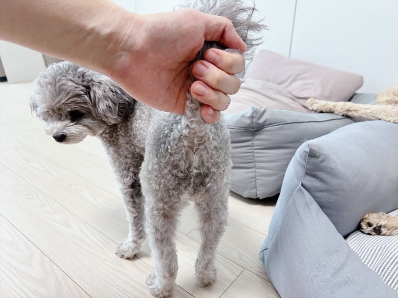 강아지 항문낭 짜기 어려워요? 강아지 똥꼬스키 이유는?