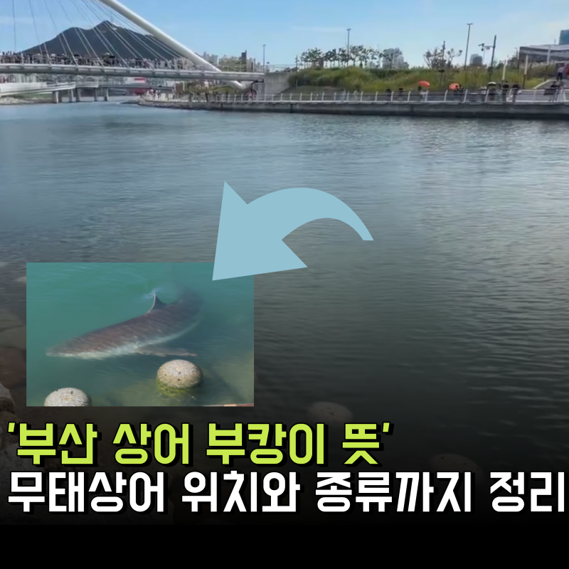 부산 상어 부캉이 뜻 알고 계신가요? 무태상어 위치 종류까지