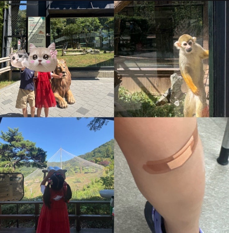 청주동물원 아이와 가볼만한 곳 후기｜좋았던 점과 아쉬운 점, 아이 다쳐 양호실 이용까지