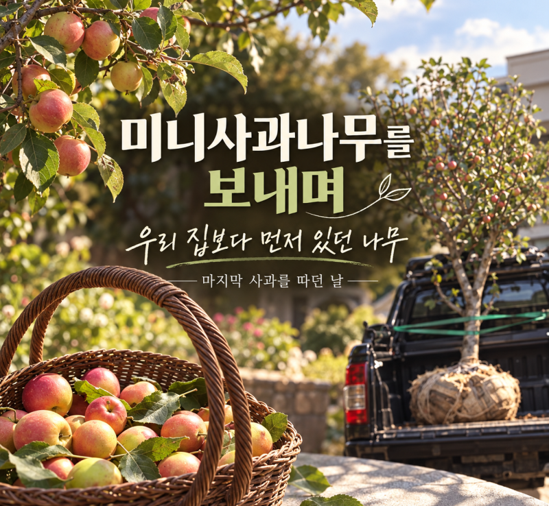 우리 집보다 먼저 있던 미니사과나무를 보내며
