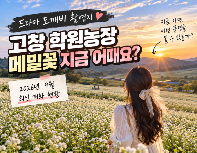 고창 학원농장 메밀꽃 개화 현황｜도깨비 촬영지에서 만난 9월의 풍경