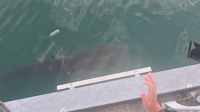 Busan Bukhang Waterfront Park's Shark, Bukang-i: Real-time Review! Best Spots and Parking Tips