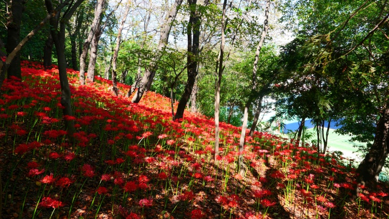 마산 산호공원 꽃무릇 축제 : 경남 창원 가볼만한곳
