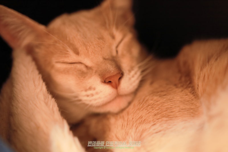 아비시니안 고양이 특징, 품종 종류부터 성격까지 정리