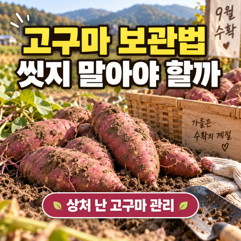 ‘9월에 캔 고구마 바로 씻지 마세요’ 고구마 수확 후 보관법과 상처 난 고구마 관리 방법