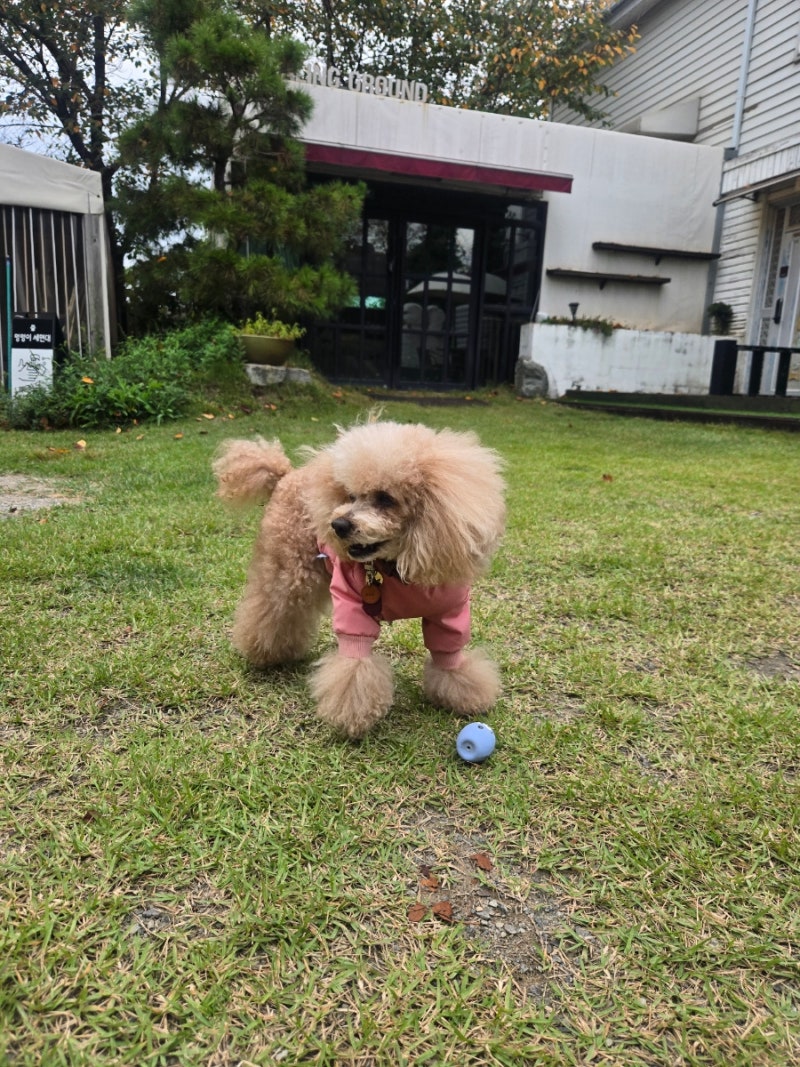 보리와 가을 나들이, 파주 힐링그라운드