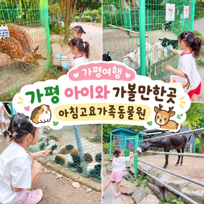[가평 - 아침고요가족동물원] 아이랑 가볼만한곳, 동물 먹이주기 체험