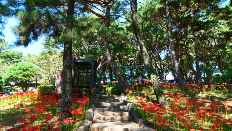 Sacheon Suyang Park, Cluster Amaryllis, Sacheon Eupseong Festival: Places to Visit