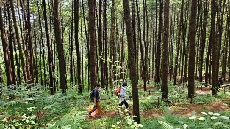 강원도 원주 걷기 좋은 길, 치악산 둘레길 2코스 구룡길 트레킹 (7km, 3시간)